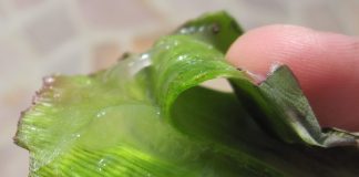 Benefits of Aloe Vera