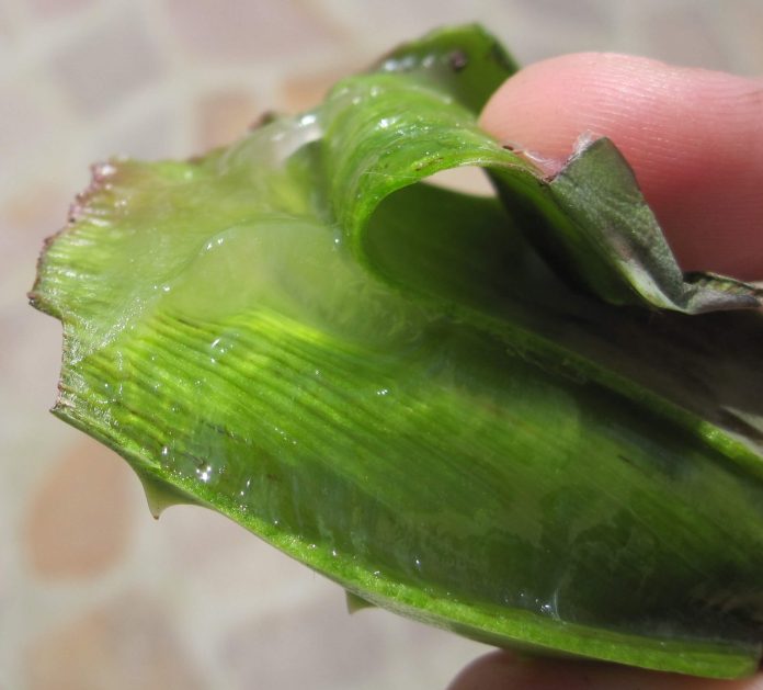 Benefits of Aloe Vera
