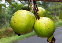 Health Benefits of Guava