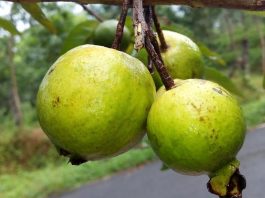 Health Benefits of Guava