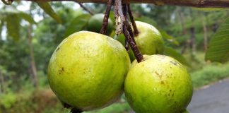 Health Benefits of Guava