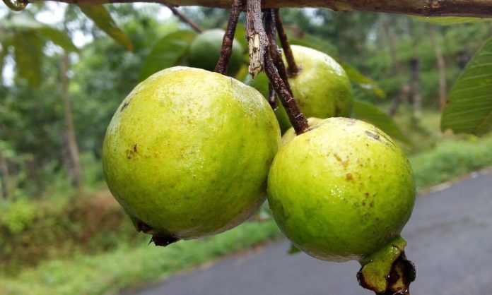 Health Benefits of Guava